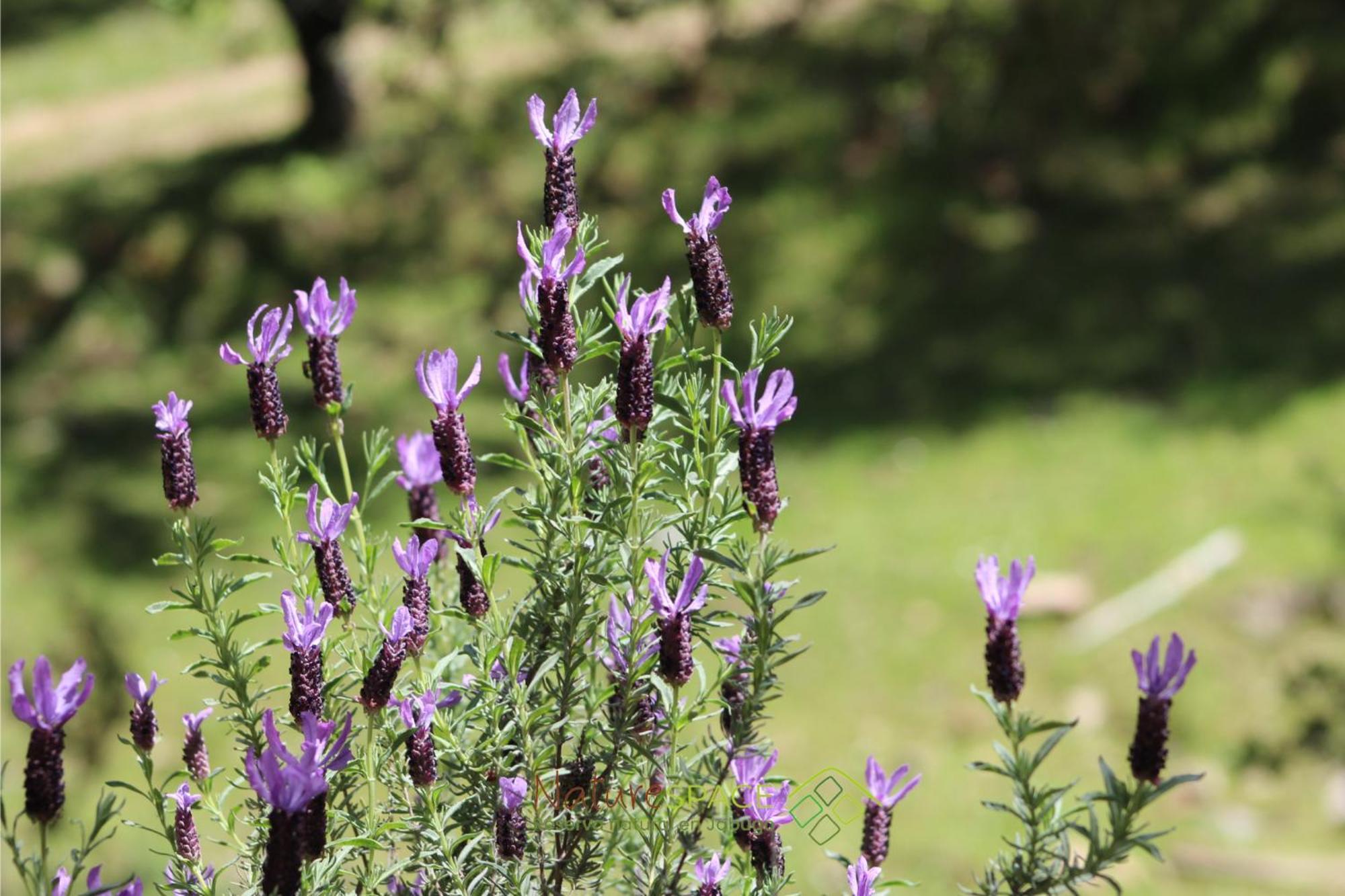 Mentha Nature Space Chalet Jabugo